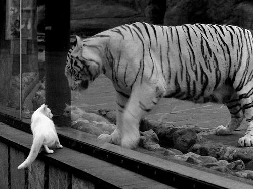 中国男篮战术多样性进一步提升,中国男篮战术分析