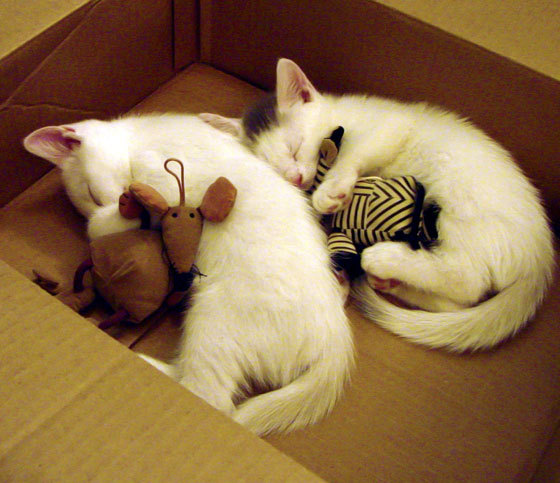 国家队整体实力提升缓慢，国家队之