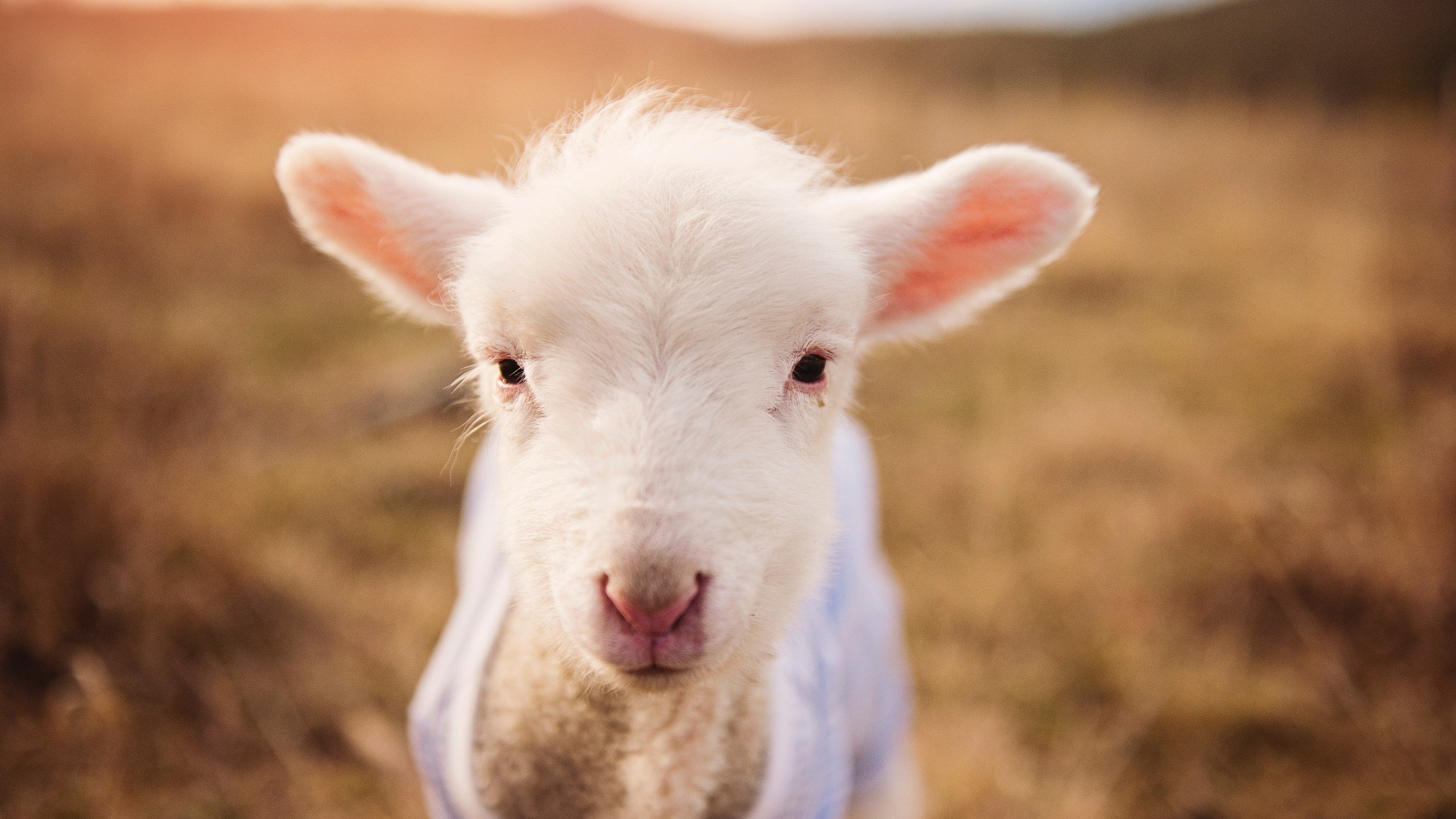 女子中距离自由泳格局美队主导,女子4×200米自由泳接力美国队
