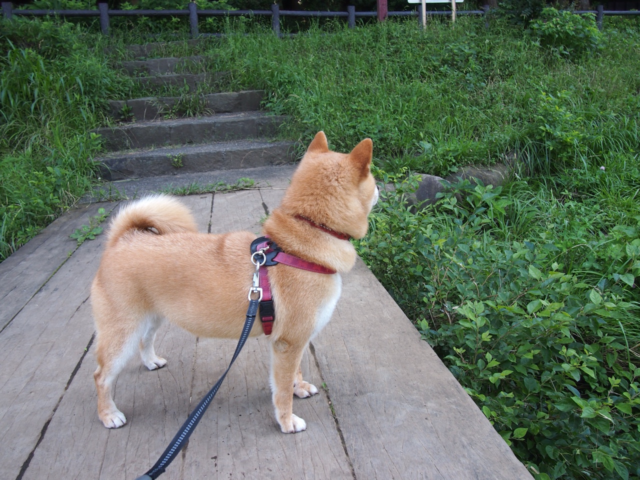 新疆男篮多回合攻势压制对手逐渐拉开比分，新疆男篮比赛结果