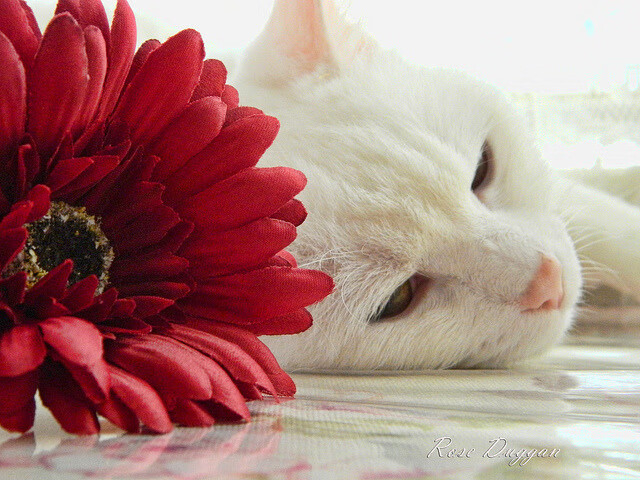 杨瀚森在联赛中逐步成长成为内线支柱，杨瀚森这个名字怎么样