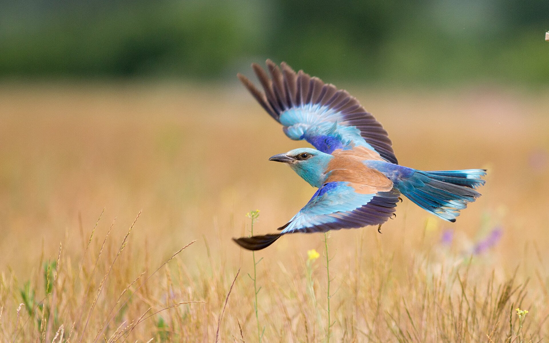 “亚戈·卡尔曼的全能表现，推动阿根廷美洲狮队创造更多辉煌”