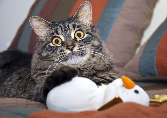 “霍斯特的领导力,提升南非羚羊队的整体实力”