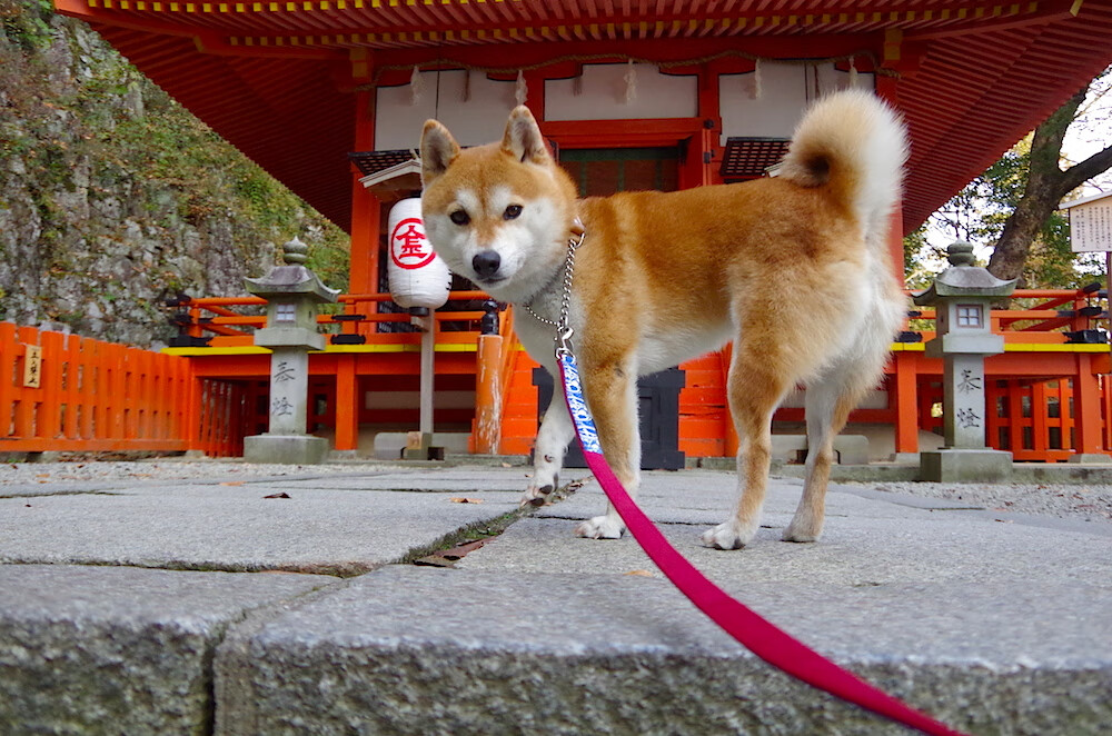 中国篮球教练高端研修班开讲提升精英人才理论与实践能力，中国篮球训练师