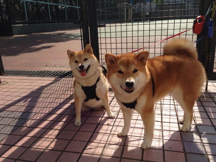 乐鱼体育登陆-朱婷训练视频获得全网热评点赞，朱婷经典比赛视频